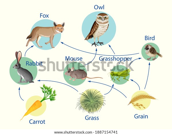 Education poster of biology for food chains\
diagram illustration