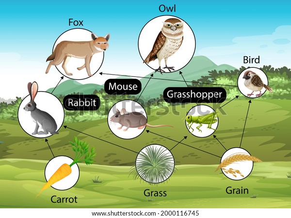 Education Poster Biology Food Chains Diagram Stock Vector (Royalty Free ...