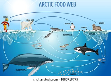 Education poster of biology for food webs diagram illustration