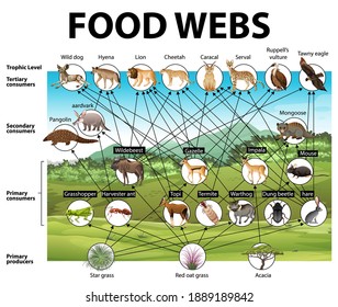 Education poster of biology for food webs diagram illustration