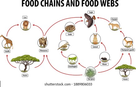 Education poster of biology for food webs and food chains diagram illustration