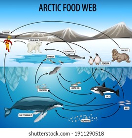 Education poster of biology for food webs diagram illustration