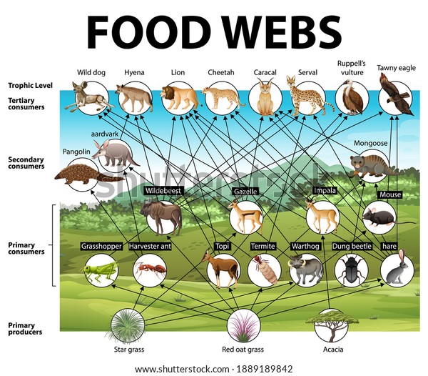 Education Poster Of Biology For Food Webs Diagram Illustration