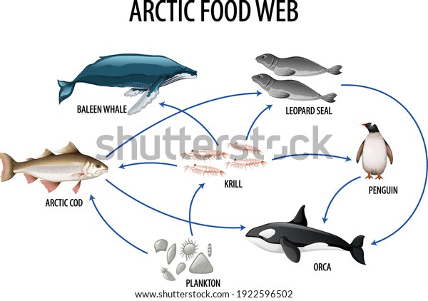Education poster of biology for food webs\
diagram illustration