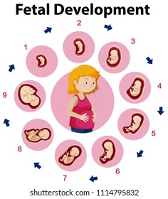 An Education Poster of Fetal Development illustration