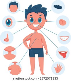 Educational anatomy infographic showing a smiling boy with lines pointing to different body parts, including hair, eye, ear, nose, neck, chest, belly, mouth, teeth, tongue and hand