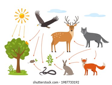 Educational banner for kids about the food chain in the wild. Wildlife food pattern diagram. vector illustration isolated on white background