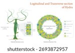 Educational biological illustration of Hydra cross sections longitudinal and transverse view for scientific study of its internal structure and layers