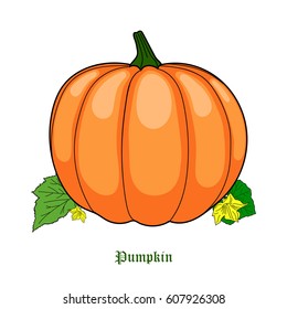 Educational card for kids. Vector. Pumpkin.