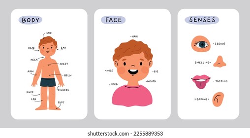 Educational cards about children body anatomy. Kid face part and senses. Child anatomy, body parts: leg, head, arm, belly, neck, fingers, eye, ear, nose. Cartoon print for preschool educational lesson