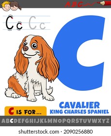 Educational cartoon illustration of letter C from alphabet with  cavalier king charles spaniel purebred dog animal character