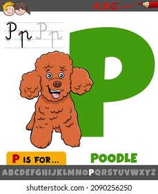 Educational cartoon illustration of letter P from alphabet with poodle purebred dog animal character