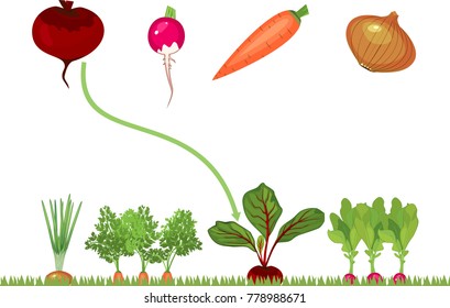 Educational children matching game for children. Vegetables on vegetable patch.