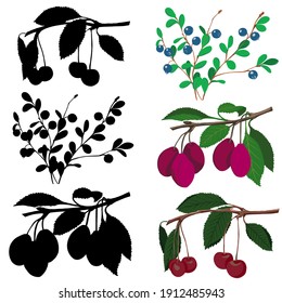 Un juego educativo para niños para comparar y conectar objetos y sus verdaderas sombras, un simple nivel de juego para niños en edad preescolar. Frutas y bayas aisladas en un fondo blanco y fuera de
