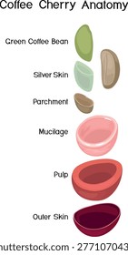 Educational coffee cherry layers anatomy (Coffea arabica) diagram, vector infographic with labels