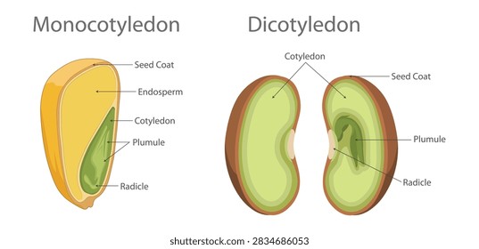 Educational diagram illustrating the structural comparison between monocotyledon and dicotyledon seed anatomy with labeled parts monocotyledon dicotyledon.