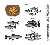 Educational diagram showing salmon development from parr to adult stages with smolt and alevin