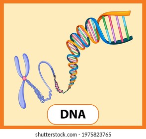 Educational English Word Card Of DNA Illustration