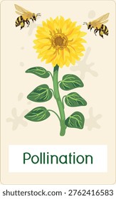 Educational flashcard: Pollination process with sunflower and honey bees. Helianthus annuus and Apis mellifera botanical vector illustration for biology lessons
