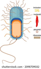 Educational Game: Assembling Bacterial Cell From Ready-made Components In Form Of Stickers. Prokaryotic Cell Structure