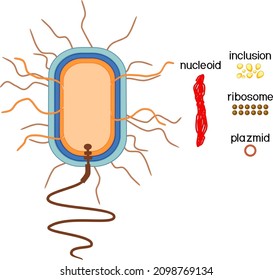 Educational Game: Assembling Bacterial Cell From Ready-made Components In Form Of Stickers. Prokaryotic Cell Structure