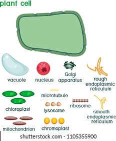 Educational game: assembling cells from ready-made components in form of stickers. Plant cell structure with titles