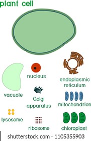 Educational game: assembling cells from ready-made components in form of stickers. Plant cell structure with titles