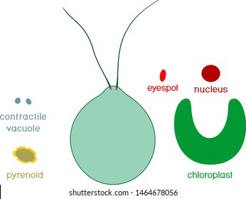 Educational game: assembling Chlamydomonas from ready-made components in form of stickers