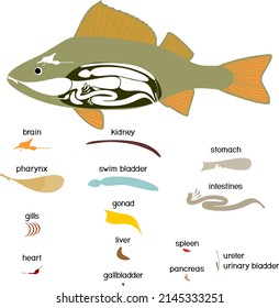 Educational game: assembling internal anatomy of fish from ready-made components in form of stickers. Educational material with structure of perch (Perca fluviatilis) for biology lesson