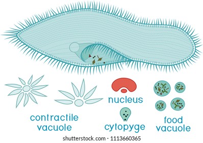 Educational game: assembling Paramecium caudatum from ready-made components in form of stickers. Paramecium caudatum structure with titles