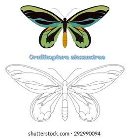 Educational game for children connect the dots to draw butterfly vector illustration