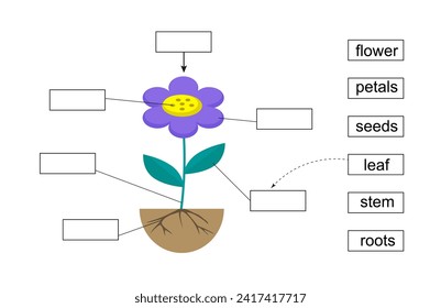 Educational game for children. Learning parts of the flower. Find the petals, seeds, stem, roots. 