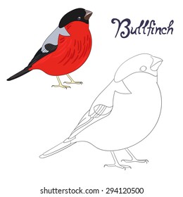 Educational game coloring book bullfinch bird  vector illustration
