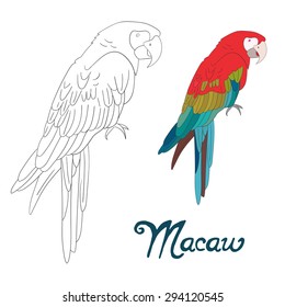 Educational game coloring book macaw bird vector illustration