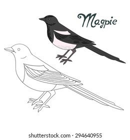 Educational game coloring book magpie bird  vector illustration