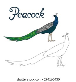 Educational game connect the dots to draw peacock bird  vector illustration