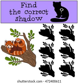 Educational game: Find the correct shadow. Mother red panda with her little cute baby on the tree branch.