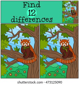 Educational game: Find differences. Little cute red panda sits on the tree branch in the forest and eats leaves.
