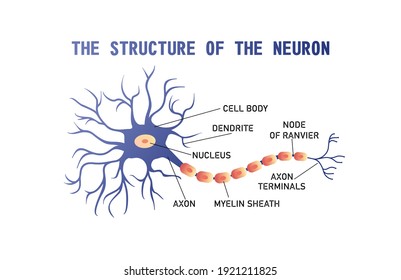 educational horizontal banner of brain neuron structure on white background, vector illustration