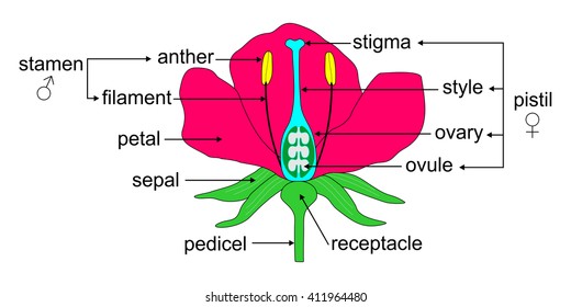 Educational illustration of the angiosperm flower morphology. 