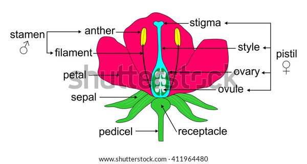 Educational Illustration Angiosperm Flower Morphology Stock Vector ...