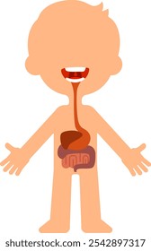 Educational illustration of a child s digestive system, highlighting the stomach, intestines, and esophagus, providing a simplified visual aid for understanding human anatomy