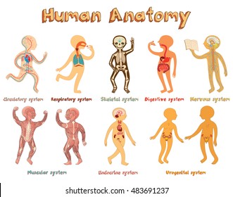 Educational illustration of human anatomy, systems of organs for kids. Cute vector cartoon poster with title of systems of organs.