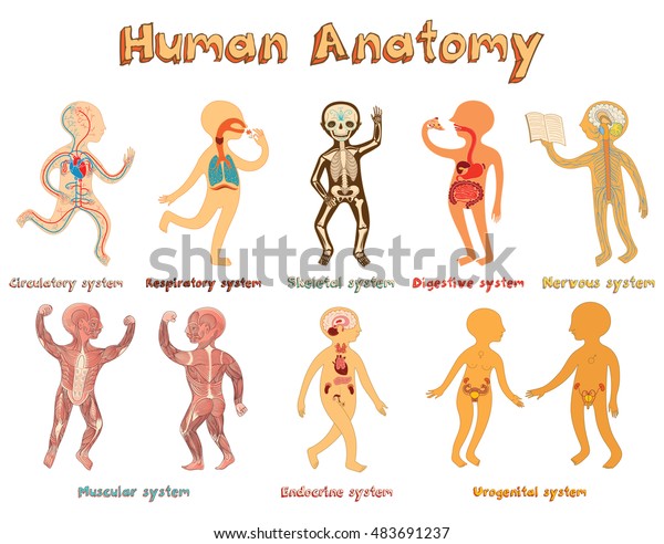 人間の解剖学 子ども向けの臓器のシステムに関する教育イラスト 臓器のタイトルを持つかわいいベクター漫画のポスター のベクター画像素材 ロイヤリティフリー