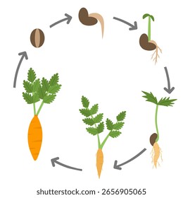 Ilustração educacional mostrando o ciclo de vida de uma planta de cenoura desde a semente até a colheita.