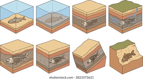 Educational illustration showing the stages of fish fossil formation, from death and sediment burial to mineralization, rock-layer movement, uplift, and exposure. Ideal for geology lessons, paleontology resources, science textbooks, worksheets, and museum graphics.