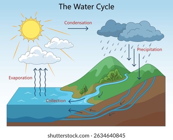 Educational illustration showing the water cycle with labeled stages evaporation, condensation, precipitation, and collection hand drawn schematic vector illustration. Science educational illustration