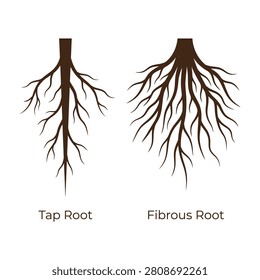 Educational illustration of taproot and fibrous root systems in plants