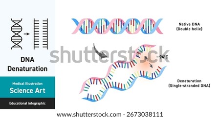 Educational infographic of DNA denaturation showing separation of the double helix into single-stranded DNA at ~94°C. Vector line art illustration for biotechnology, molecular biology, genetics,