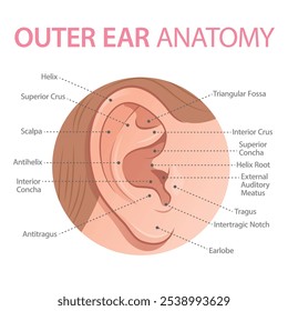 Educational infographic showing external ear anatomy. Schematic representation of the auricle with labeled parts on white background.